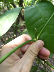 Melicope lunu-ankenda