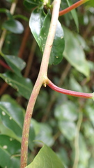 Schisandra arisanensis