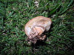 Suillus salmonicolor