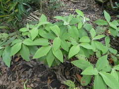 Callicarpa tomentosa