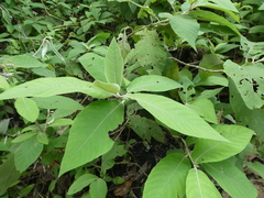 Callicarpa tomentosa