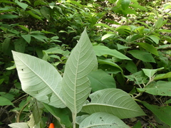 Callicarpa tomentosa