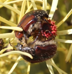 Trichostetha capensis oweni