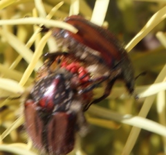 Trichostetha capensis oweni