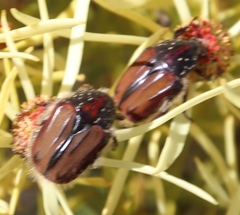 Trichostetha capensis oweni