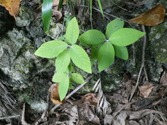 Callicarpa tomentosa