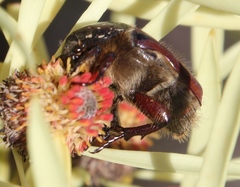Trichostetha capensis oweni