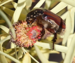 Trichostetha capensis oweni