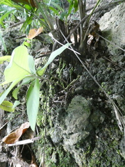 Callicarpa tomentosa