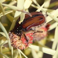Trichostetha capensis oweni
