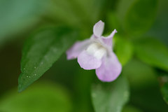 Mimulus