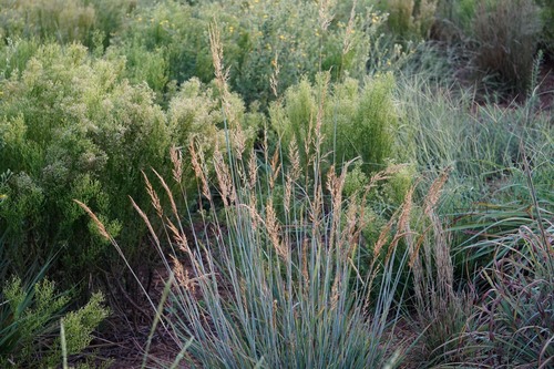 Indiangrass (Sorghastrum nutans)