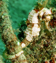 Hedgehog Seahorse photo 3