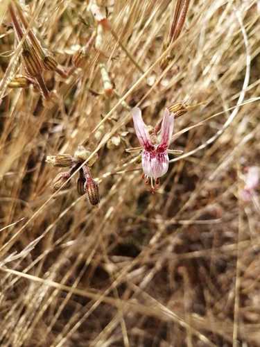 Image of Rock Pelargonium (Pelargonium dolomiticum) by (c) Ricus Nel, some rights reserved (CC BY)