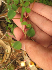 Oxalis medicaginea