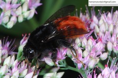 Bombus pyrosoma