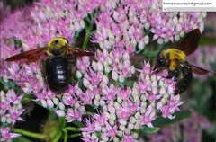Xylocopa appendiculata