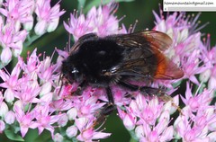 Bombus ignitus