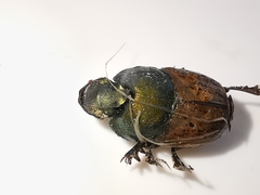 Onthophagus vacca