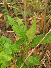 Critoniopsis bogotana