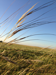 Hesperostipa spartea