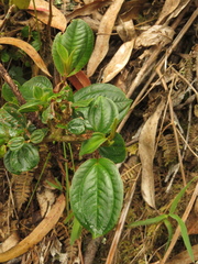 Miconia cundinamarcensis