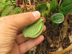 Miconia cundinamarcensis