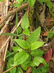 Valeriana clematitis