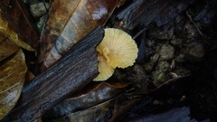 Laccaria vinaceoavellanea