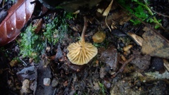 Laccaria vinaceoavellanea