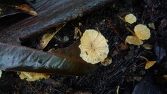 Laccaria vinaceoavellanea