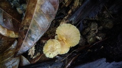 Laccaria vinaceoavellanea