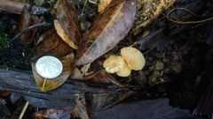 Laccaria vinaceoavellanea