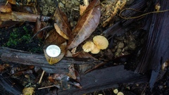 Laccaria vinaceoavellanea