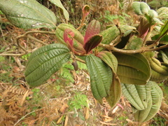 Miconia cataractae