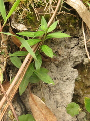 Cestrum buxifolium