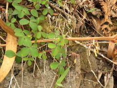 Oxalis medicaginea
