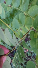 Robinia pseudoacacia