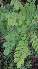Robinia pseudoacacia