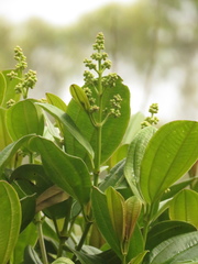 Miconia cundinamarcensis