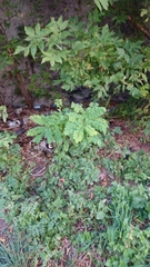 Robinia pseudoacacia
