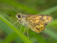 Potanthus pseudomaesa