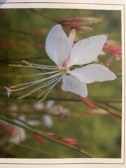Oenothera lindheimeri