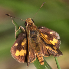 Potanthus pseudomaesa