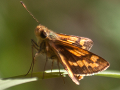 Potanthus pseudomaesa