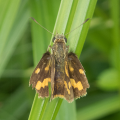 Potanthus pseudomaesa