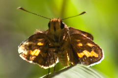 Potanthus pseudomaesa