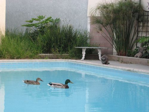Mallard photographed in California