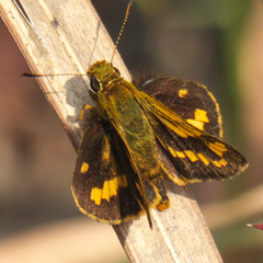 Potanthus pseudomaesa