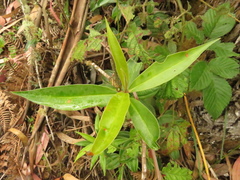 Myrsine coriacea